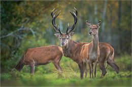 Sortie "Brame du cerf"_Notre-Dame-du-Pré - Adobe Stock