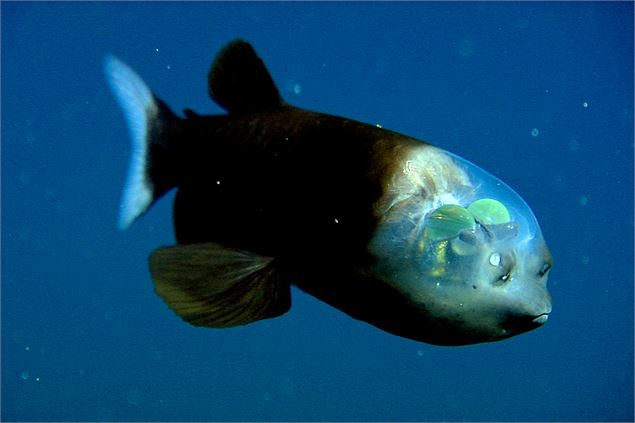 une pièce de Renaud Vincent - C.R. MBARI2004