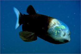 une pièce de Renaud Vincent - C.R. MBARI2004