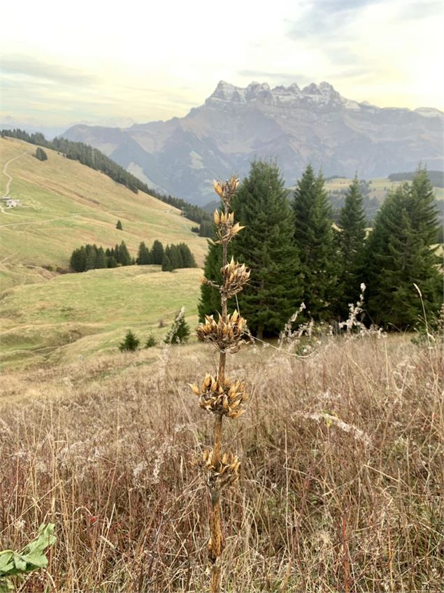 Les plantes sauvages de l'automne
