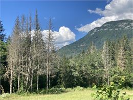 Conférence : L'arbre et les forestiers en péril face au changement climatique_Chambéry