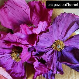 Exposition les Fleurs d'Isariel au Domaine de la Gerbelle_Chignin