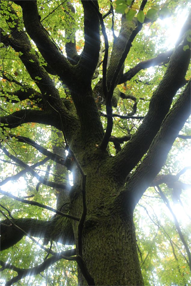 Randonnée avec les Géants de Tamié_Plancherine