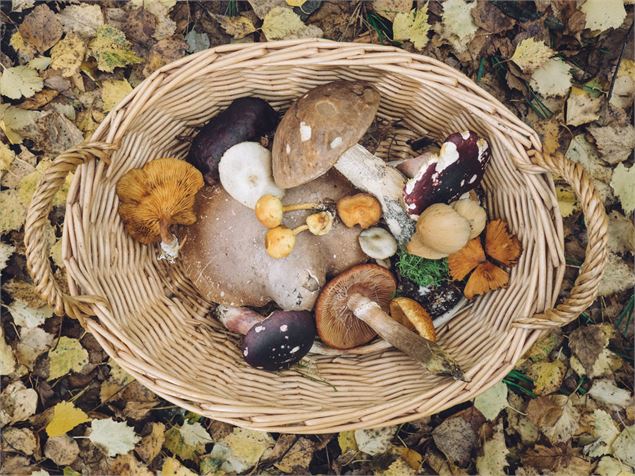 Cueillette de champignons - Andrew Ridley