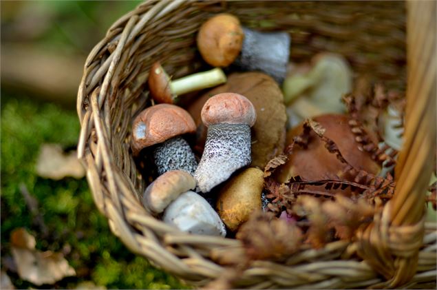 Journée cueillette de champignons et pique-nique à Seillonnaz_Lhuis - unsplash