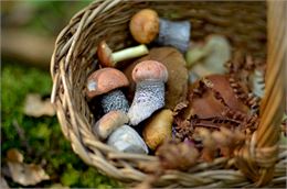 Journée cueillette de champignons et pique-nique à Seillonnaz_Lhuis - unsplash