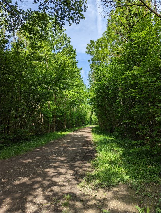 Les Forestivités - A la découverte de l'AOC Bois de Chartreuse : de la forêt à la construction