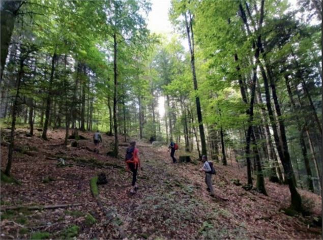 https://www.ledauphine.com/environnement/2022/03/21/savoie-dans-les-bauges-ils-rachetent-une-foret-p