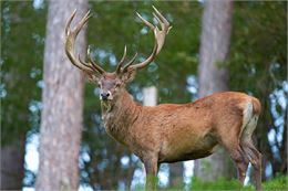 Brame du cerf - Megève Tourisme