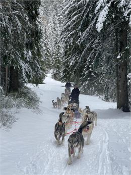 Sylvotrophée chez les mushers – Une journée inédite en forêt de la Gornaz !_Les Déserts - @sandrafer