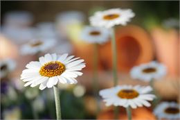 fleurs paquerettes