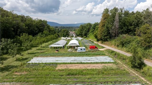 Les Pieds dans le Local® ! Les serres - Choupatates