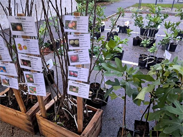 Les Pieds dans le Local®, spécial producteurs ! Visite d'exploitation : Pépinière Pep'Ain_Rossillon
