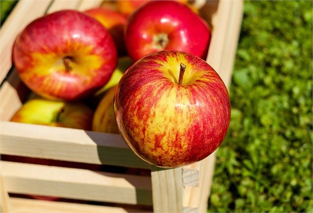 Les pommes - Pixabay