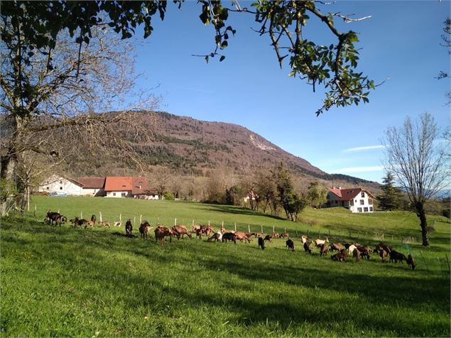 Les chèvres au paturage - Chèvre d'Arvière