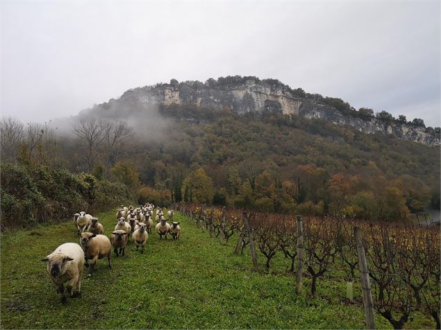 Les moutons dans les vignes - Denis Martin Barbaz