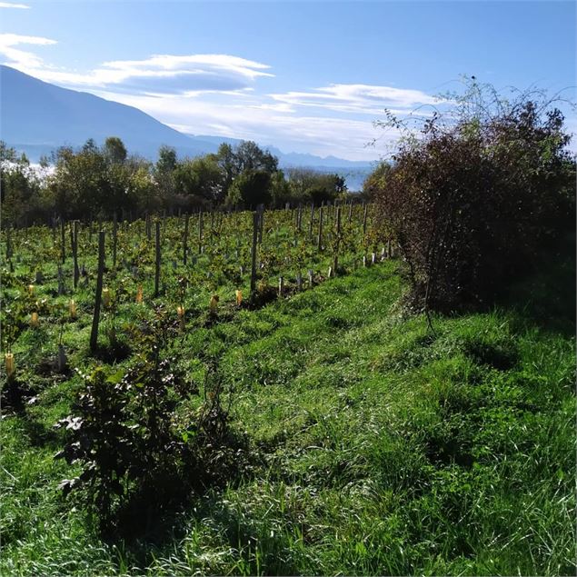 Le vignoble - Les Mangeux d'Pierre