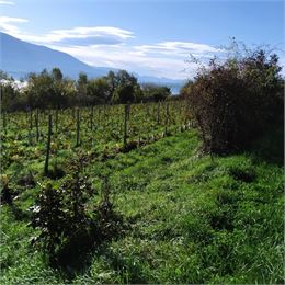 Le vignoble - Les Mangeux d'Pierre