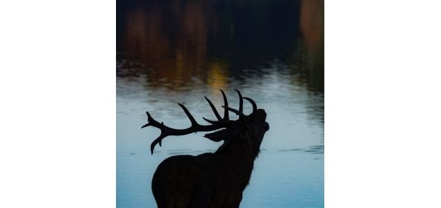 Brame du cerf soirée visite libre - Marais de Lavours_Ceyzérieu - Marais de Lavours