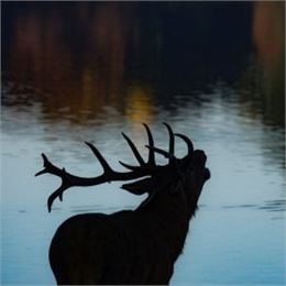 Brame du cerf, matinée visite libre - Marais de Lavours_Ceyzérieu - Maison du marais