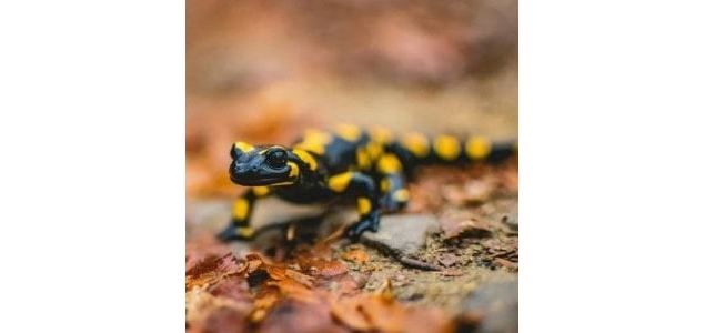 Le petit dragon de la fôret (4-7 ans)_Ceyzérieu - Maison du Marais