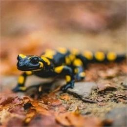 Le petit dragon de la fôret (4-7 ans)_Ceyzérieu - Maison du Marais