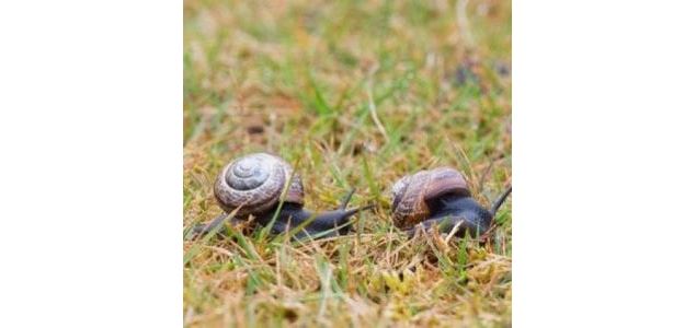 Course d'escargots (4 à 7 ans)_Ceyzérieu - Maison du marais