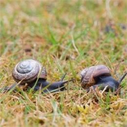 Course d'escargots (4 à 7 ans)_Ceyzérieu - Maison du marais