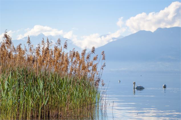 La roselière et un cygne - Ville d'Annecy