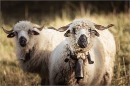 Foire Cantonale aux Moutons et aux Chèvres