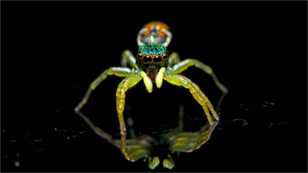 Projection dans le cadre du Chamonix Photo Festival_Les Houches