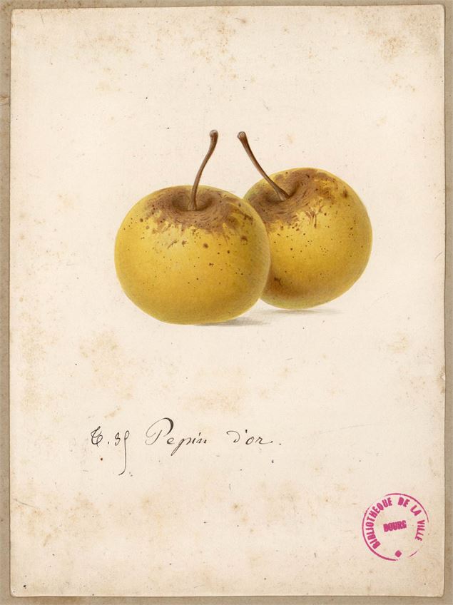 pépin d'or - Fonds Alphonse Mas - Médiathèque Vailland
