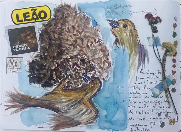 Aquarelle oiseaux - DR