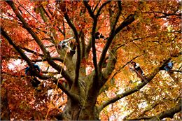 Accrobranche - Forestivités de Savoie_Valgelon-La Rochette - Lea-SIONNEAU