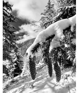 Balade découverte de la nature_Morzine - Michel Rostalski