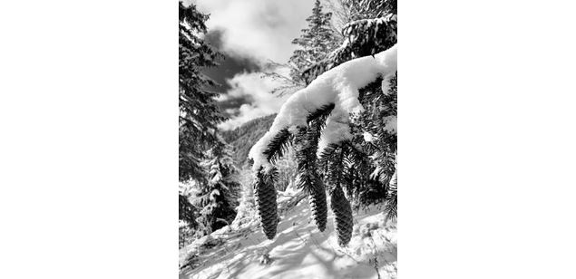 Balade découverte de la nature_Morzine - Michel Rostalski