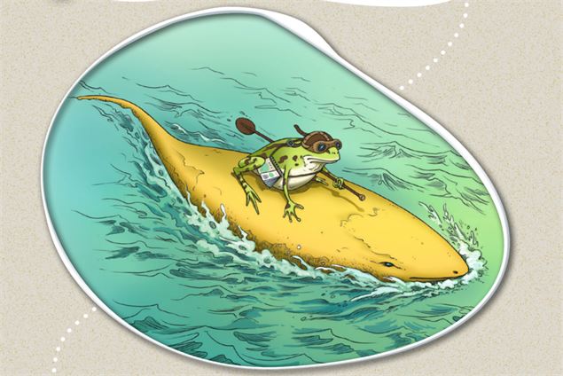Grenouille aventurière sur un poisson paddle - CCLA
