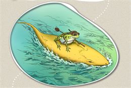 Grenouille aventurière sur un poisson paddle - CCLA