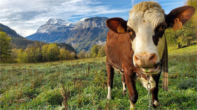 Visite de la Ferme de Ballancy - @Ballancy