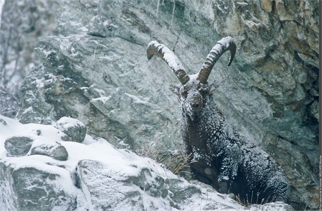 Observation des bouquetins - © Parc national de la Vanoise - M. Mollard