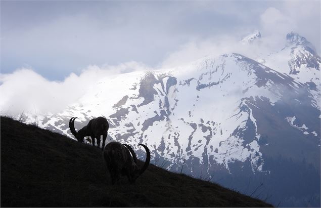 Projection naturaliste - Pascal Wiart