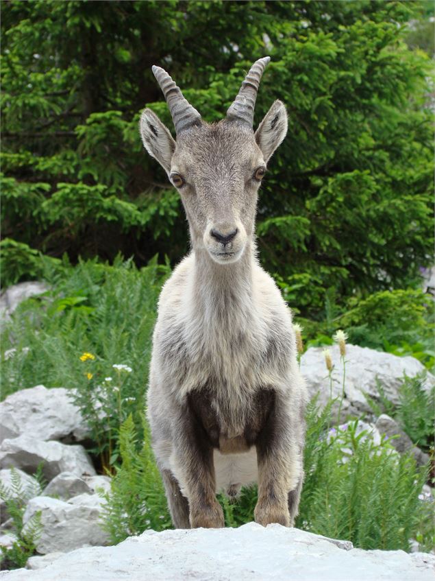 L'incroyable histoire du bouquetin - CCPEVA