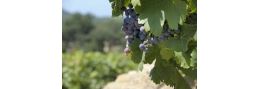 Fête de la Vigne