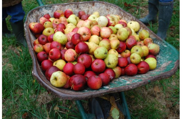 Brouette de pommes - Office de Tourisme