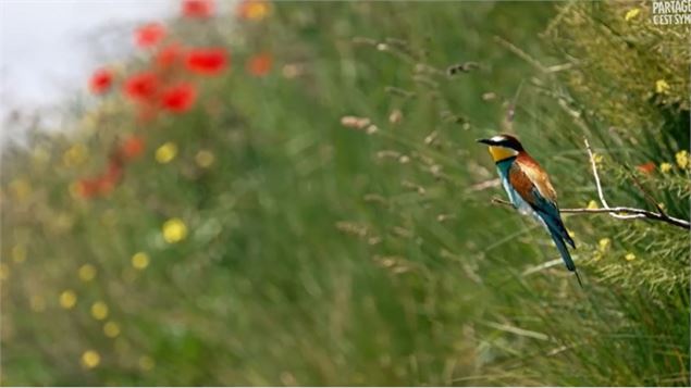 Cinéma « Le Vivant qui se défend »_Les Houches