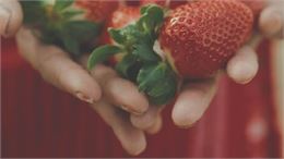 The Pickers - Fruits amers : projection du film d'Elke Sasse_Bourg-Saint-Maurice