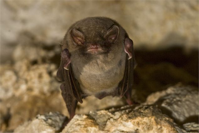 Minioptère de schreibers à la Réserve naturelle de la Galerie du Pont des Pierres - Yoan Peyrard