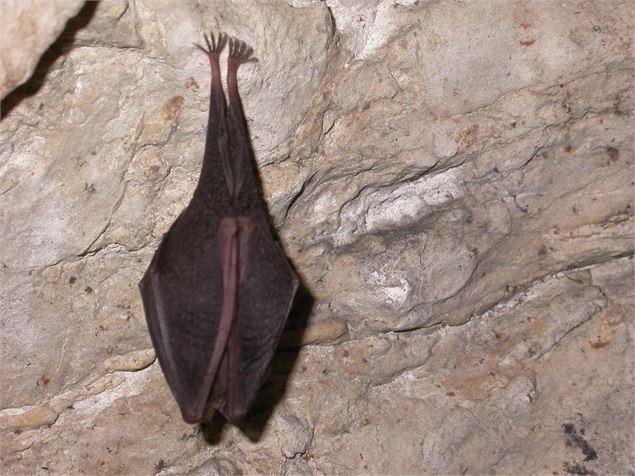 Grand Rhinolophe - M_Creuze des chatelliers