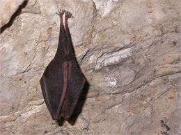 Grand Rhinolophe - M_Creuze des chatelliers