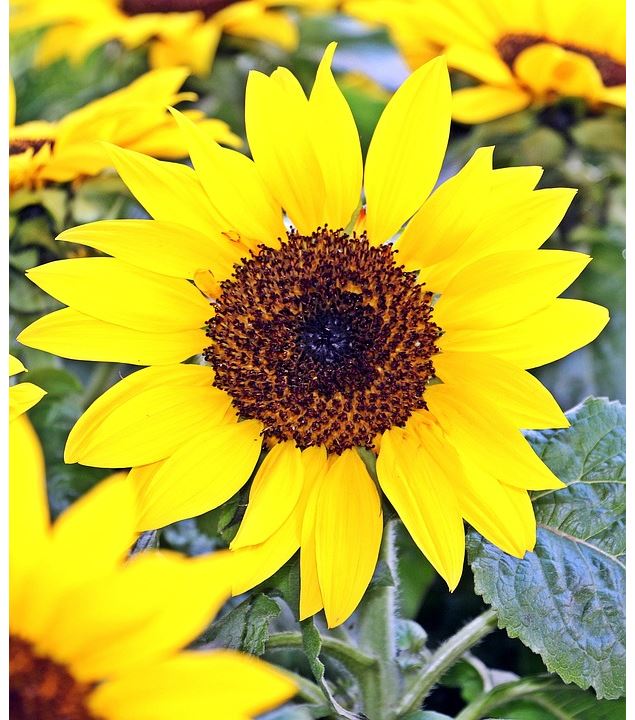 Marché aux fleurs_Seyssel